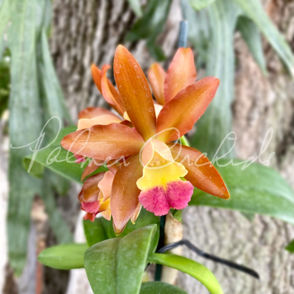 Rth. Nobile's Ambar — Palmer Orchids
